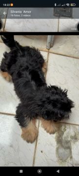 Filhote de Shih Tzu valor 200 número *