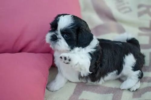 Filhote de Shih Tzu