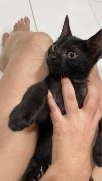 Adoção de gato (gata)