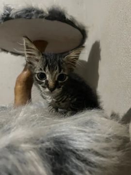 Gatinha para adoção 