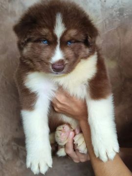 Filhote Husky Siberiano canil spartakus wolf pronta entrega 