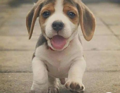 Simplesmente Maravilhosos!! Beagles Com Pedigree. 
