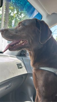 Doação de Labrador 5 anos