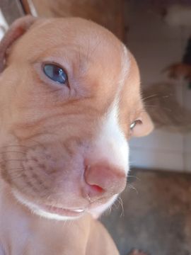 Filhotes de Pitbull lindos