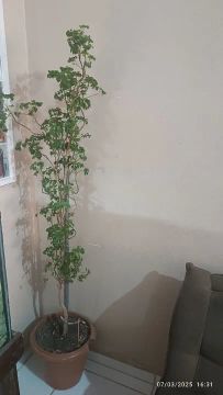 Planta de interior árvore da felicidade 