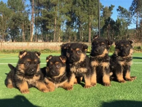 Pastor Alemão  Todas as raças com ganratia total de saude e veterinario gratuito.