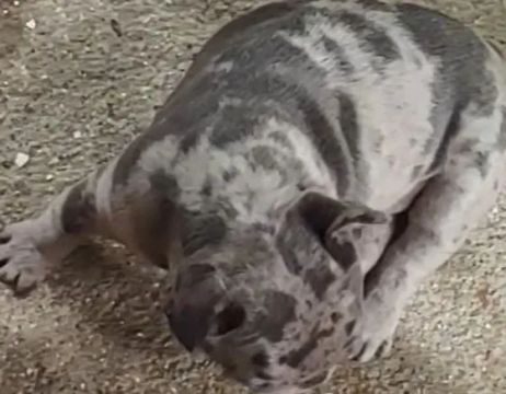 Bulldog francês
