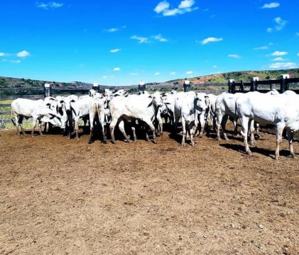 Fazenda em São José da Safira 966ha