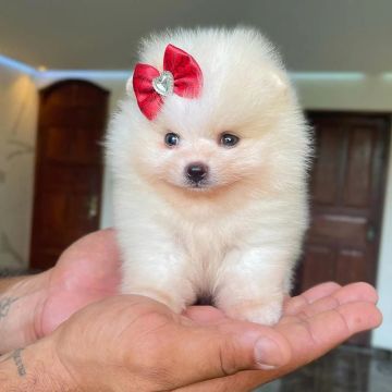 Filhotinhos de spitz alemão anão, melhor forma de pagamento