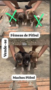Pitbull Disponíveis 