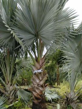 Palmeira azul 