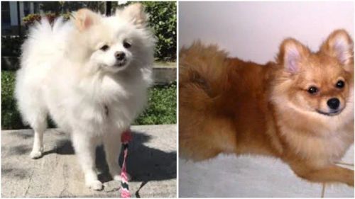 Vende-se Casal Juntos Spitz Alemão