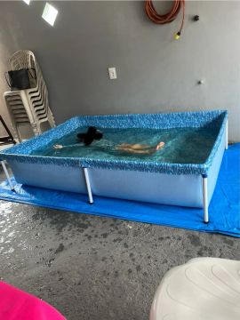 Piscina infantil de 1000L 