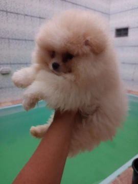 Spitz alemão nacho urso