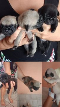 Filhotes de PUGGS 