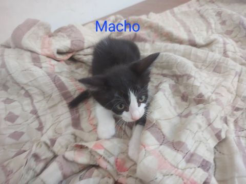 Adoção gatos filhotes