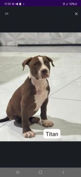 Filhote Pitbull tradicional rednose - Titan