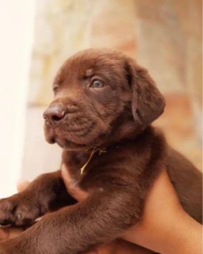 LABRADOR