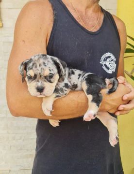 Cores muito exóticas de American Bully 