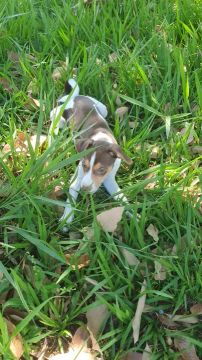 Filhotes lindos de Fox paulistinha terrier!