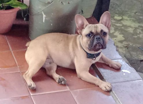 Bulldog francês macho  pra cruzar 