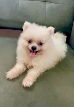 Filhote de Spitz Alemão anão macho com pedigree