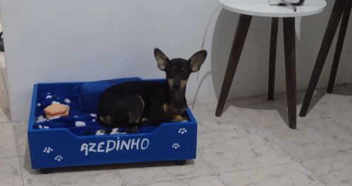 Pinscher 