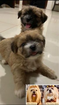 Filhotes Shih Tzu e Lhasa Apso