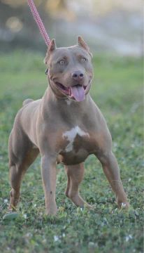 Filhotes com Pedigree