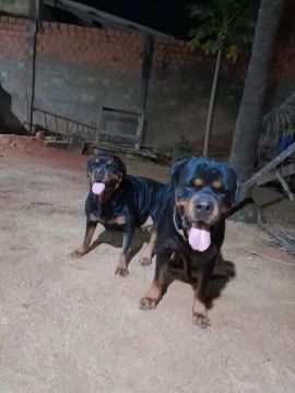 Filhotes de Rottweiler linhagem de sangue timit thor leste europeu 