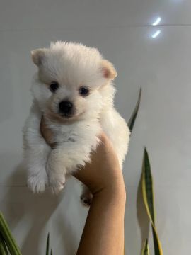 Machinho sptiz alemão 
