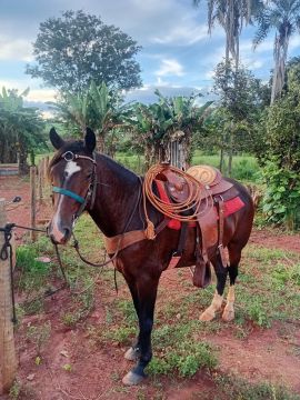Cavalo Mangalarga Marchador marcha picada 
