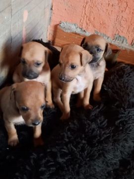 Filhotes de cachorro - raça indefinida