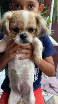 Cachorro Shih Tzu Fofo 