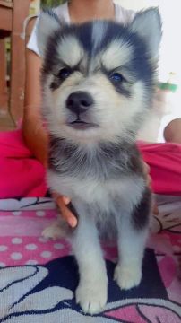 Filhote Husky Siberiano