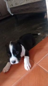 Cachorro Pitbull 
