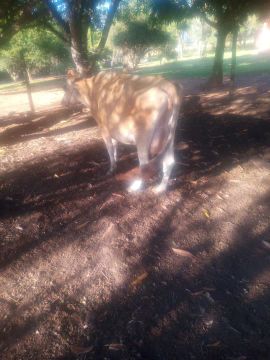 Vaca Jersey