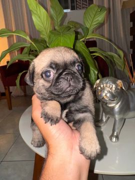 Filhotes da raça Pug 