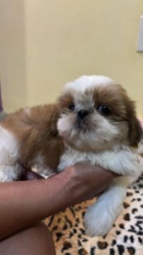Lindos bebês shitzu 