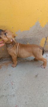 Filhote American Bully 