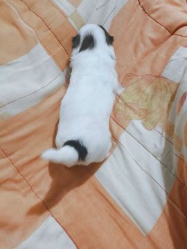 Machinho Shitzu