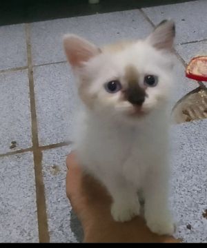 Gato filhote fêmea clarinha de olhos azuis