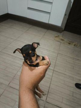 Filhote de Pinscher Miniatura