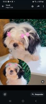 Shih Tzu Fêmea  9 meses