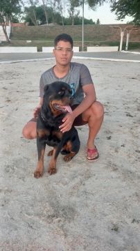 Padriador macho para cruzar PEDIGREE CBKC