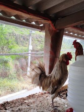 Galinha polonesa 