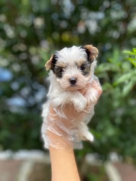 Biewer Terrier super fofos  - Só esperando um lar!