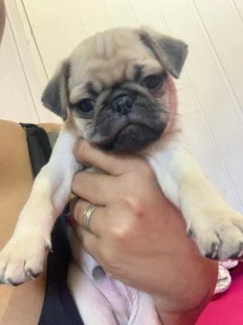 Filhote de PUG 