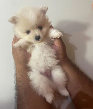 Spitz Alemão Fêmea 