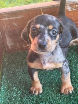 Filhote de Dachshund - Preto e canela 